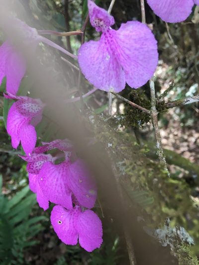 Comparettia macroplectron, photographed by margaritarestrepou