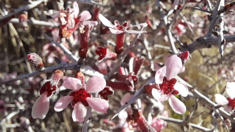 Prunus eburnea, photographed by Mohammad Etemaddar