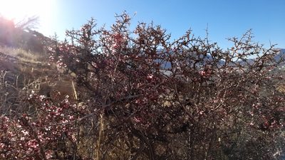 Prunus eburnea, photographed by Mohammad Etemaddar