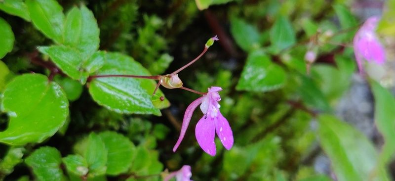Impatiens viscosa, photographed by T R Shankar Raman