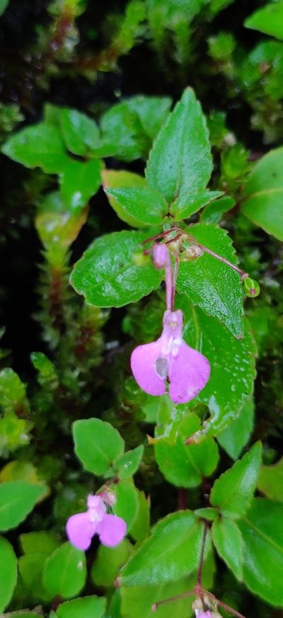 Impatiens viscosa, photographed by T R Shankar Raman