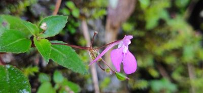 Impatiens viscosa, photographed by T R Shankar Raman