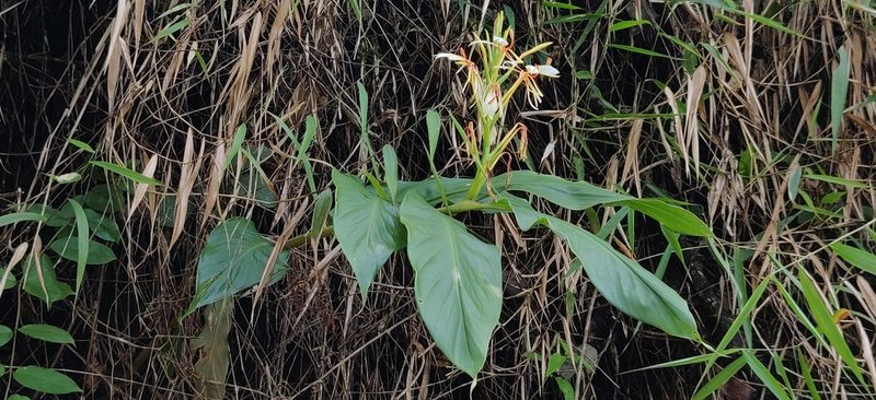 Hedychium spicatum, photographed by T R Shankar Raman