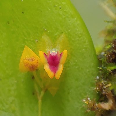Lepanthes woodburyana, photographed by Kurt Miller