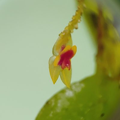 Lepanthes woodburyana, photographed by Kurt Miller