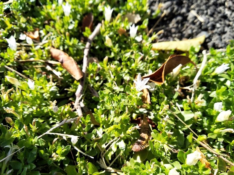 Wahlenbergia procumbens, photographed by De Waal Hugo