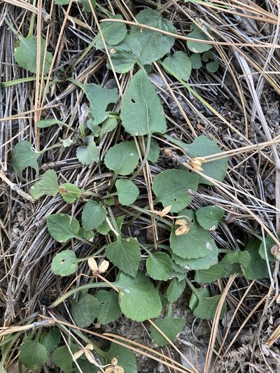 Viola umbraticola, photographed by Caleb Catto