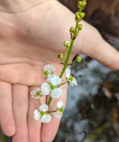Sagittaria chapmanii, photographed by natalie