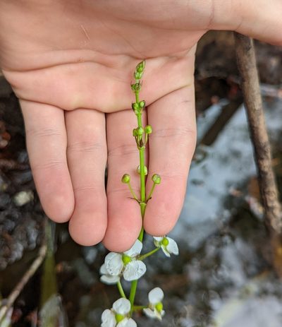 Sagittaria chapmanii, photographed by natalie