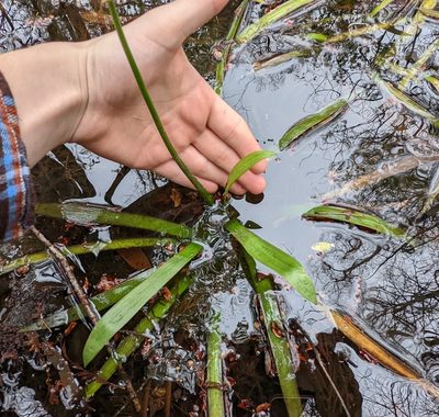 Sagittaria chapmanii, photographed by natalie
