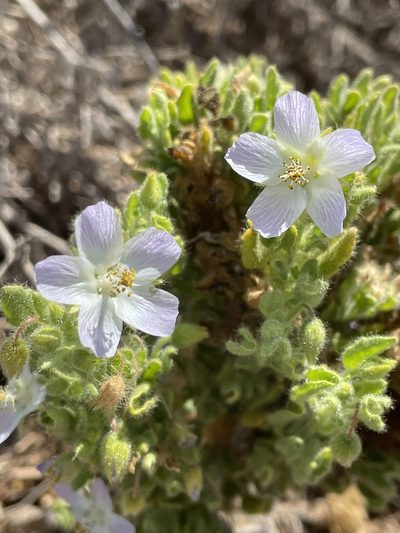 Cristaria integerrima, photographed by Franco Capriroli