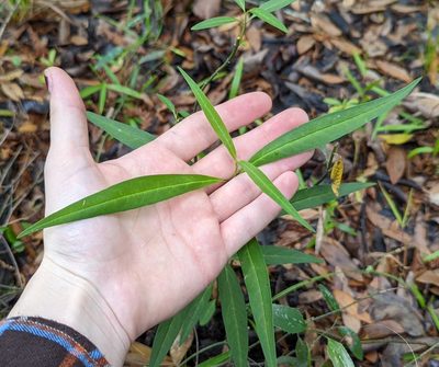 Asclepias perennis, photographed by natalie