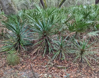 Yucca aloifolia, photographed by natalie