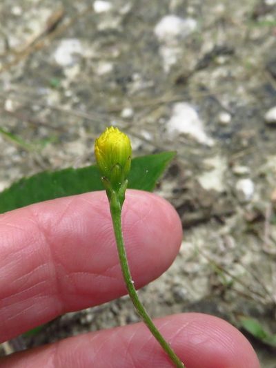 Goldmanella sarmentosa, photographed by Annika Lindqvist