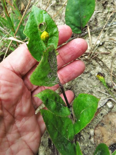 Goldmanella sarmentosa, photographed by Annika Lindqvist