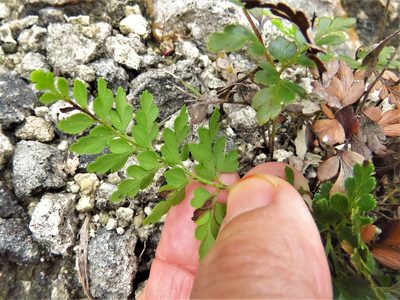 Anemia adiantifolia, photographed by Annika Lindqvist