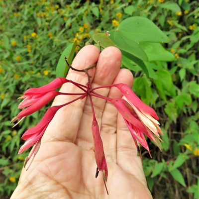 Bauhinia erythrocalyx, photographed by Annika Lindqvist