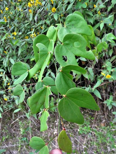 Bauhinia erythrocalyx, photographed by Annika Lindqvist