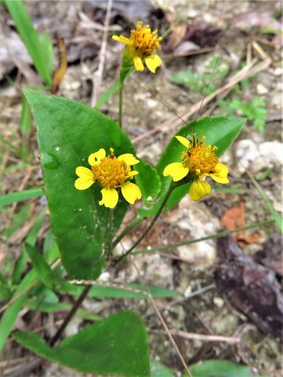 Goldmanella sarmentosa, photographed by Annika Lindqvist