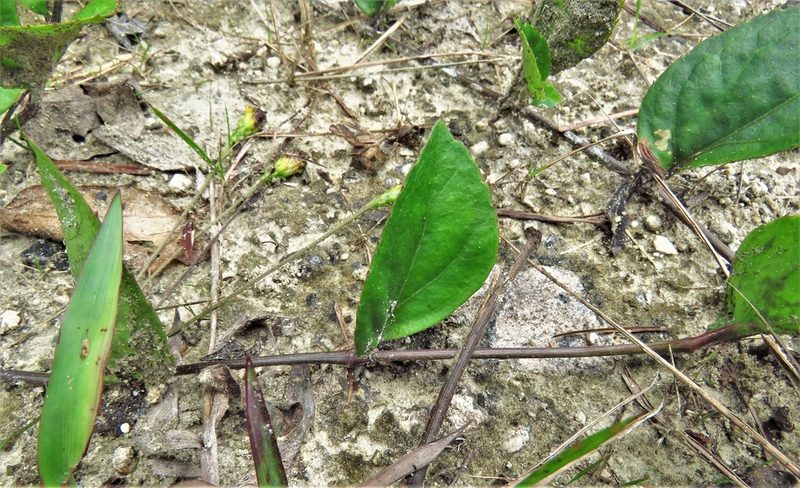 Goldmanella sarmentosa, photographed by Annika Lindqvist