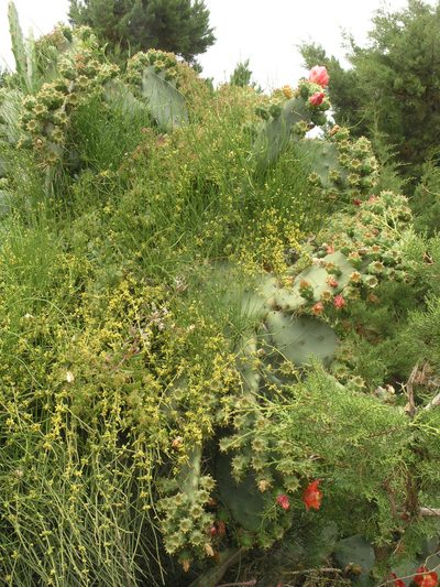 Ephedra altissima, photographed by Oleg Kosterin