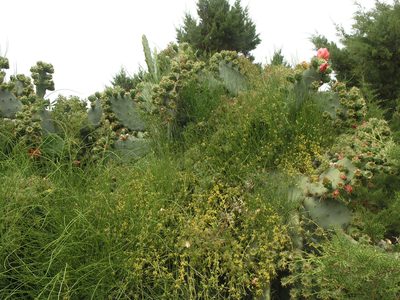 Ephedra altissima, photographed by Oleg Kosterin