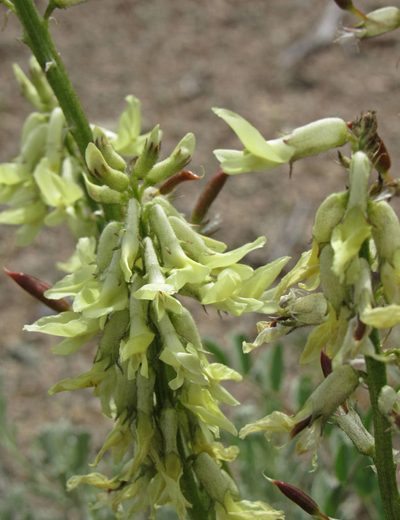 Astragalus atropubescens, photographed by Wendy McCrady
