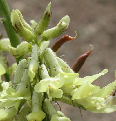 Astragalus atropubescens, photographed by Wendy McCrady