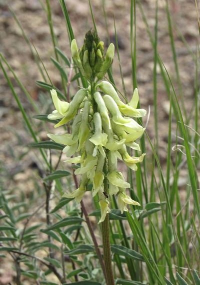 Astragalus atropubescens, photographed by Wendy McCrady