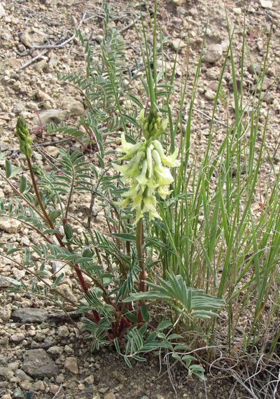 Astragalus atropubescens, photographed by Wendy McCrady