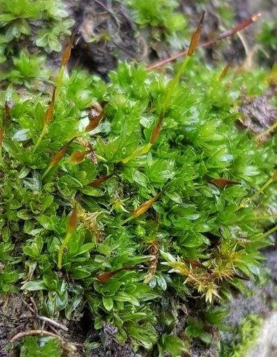 Tortula subulata, photographed by Helen Waterman