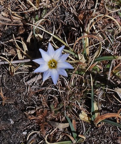 Gentiana gayi, photographed by Hugo Hulsberg
