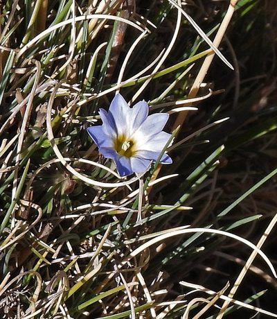 Gentiana gayi, photographed by Hugo Hulsberg