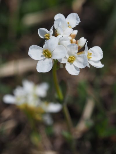 Noccaea alpestris, photographed by carnifex
