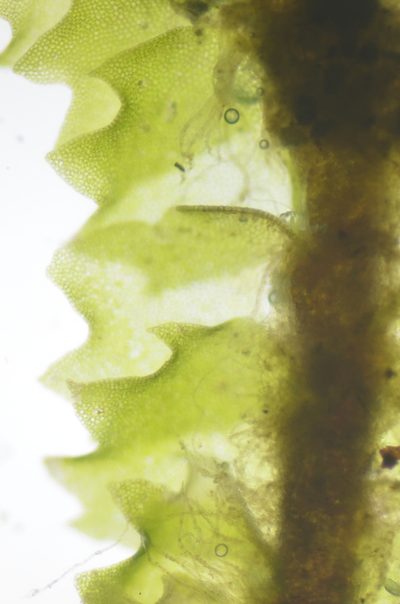 Barbilophozia barbata, photographed by Randal