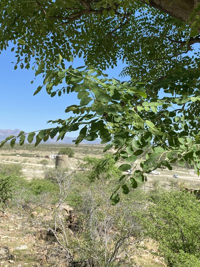 Moringa ovalifolia, photographed by Dave U