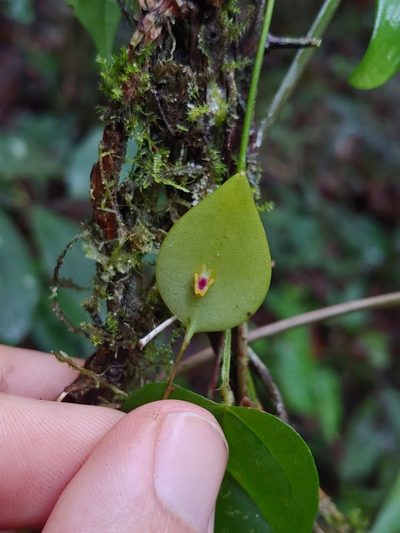 Lepanthes woodburyana, photographed by Kurt Miller