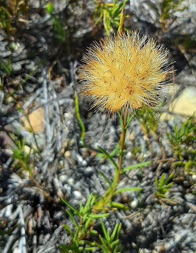 Pteronia tenuifolia, photographed by Eugene Hahndiek