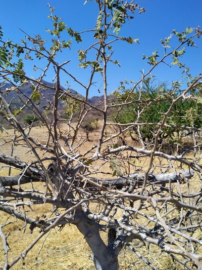 Bursera copallifera, photographed by Juan Antonino Sandoval