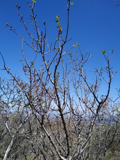 Bursera linanoe, photographed by Juan Antonino Sandoval