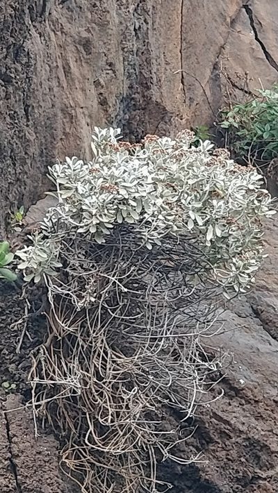Helichrysum obconicum, photographed by Vítor Jorge