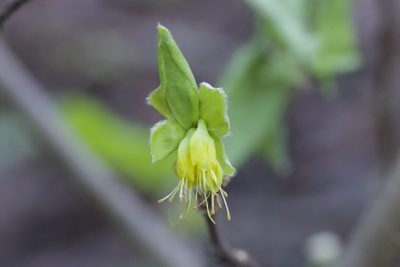 Dirca occidentalis, photographed by Arvel Hernandez