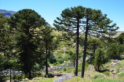 Araucaria araucana, photographed by Lauu