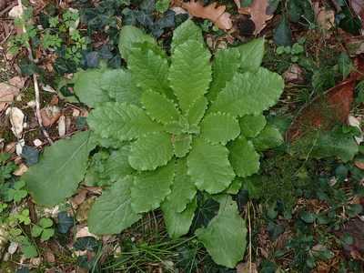 Lactuca virosa, photographed by Julien Renoult