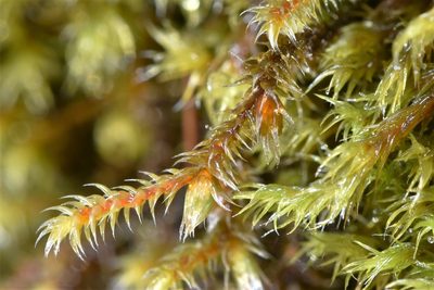 Pseudobraunia californica, photographed by Braden J. Judson