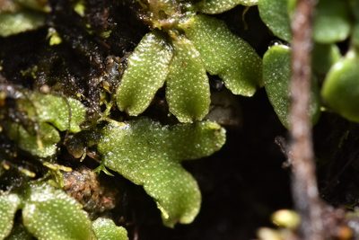 Mannia gracilis, photographed by Braden J. Judson