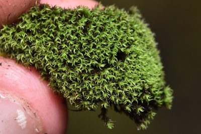 Grimmia torquata, photographed by Braden J. Judson