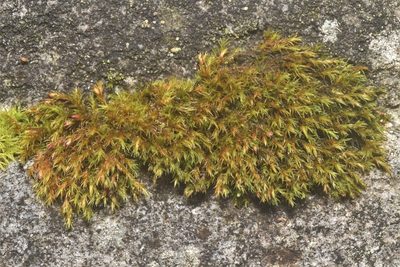 Schistidium papillosum, photographed by Braden J. Judson