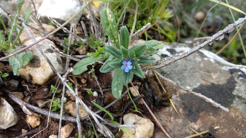 Buglossoides tenuiflora, photographed by Udi Oron אודי אורון