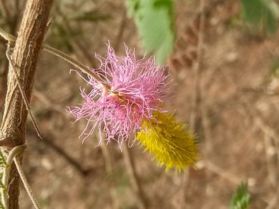 Dichrostachys cinerea, photographed by Lucky Okpanachi Atabo